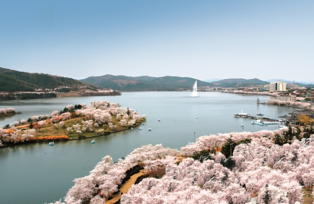 보문호 벚꽃 사진
