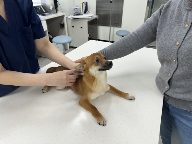 반려동물 광견병 무료 예방접종 사진