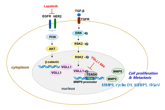 VGLL1 생성과 VGLL1-TEAD4 결합에 의한 암세포 악성화 및 SCVP (VGLL1S84 peptide)의 VGLL1와 TEAD4 결합 억제 기능