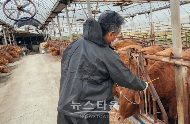 소·염소 사육 농가 구제역 일제접종 및 럼피스킨 보강접종