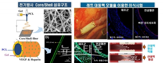 전기방사 기반 core/shell 나노섬유 구조형 인공혈관과 동물모델 이식시험 결과