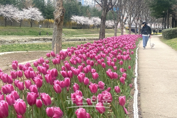 대청천·율하천 수변공원 벚꽃·튤립 만개