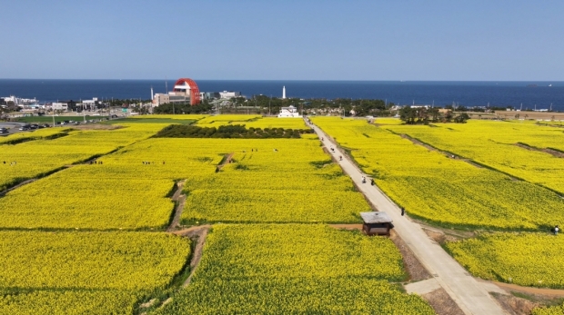 호미곶 유채꽃 단지 전경