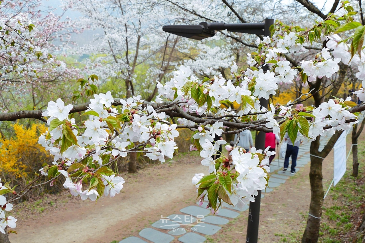 연세대 미래캠퍼스 벚꽃길 : 자료사진