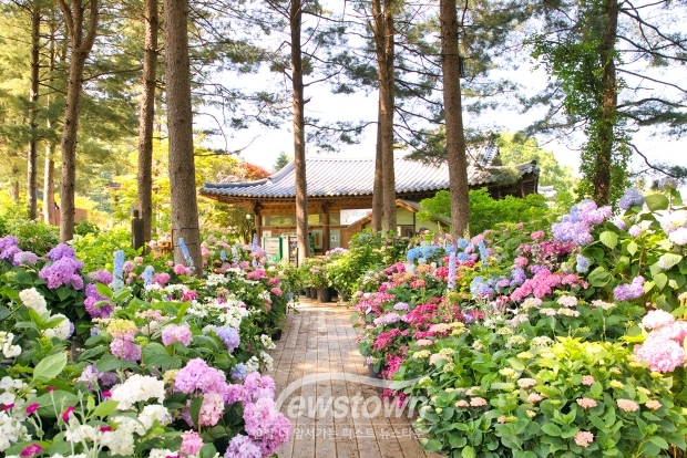 아침고요수목원 수국 전시회
