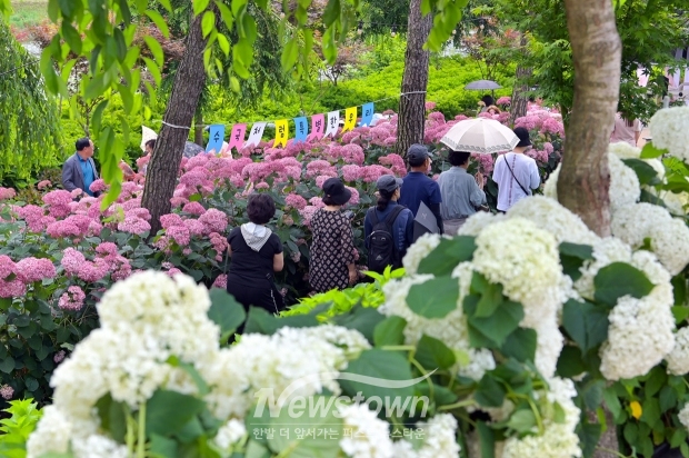 유구색동수국정원 꽃 축제