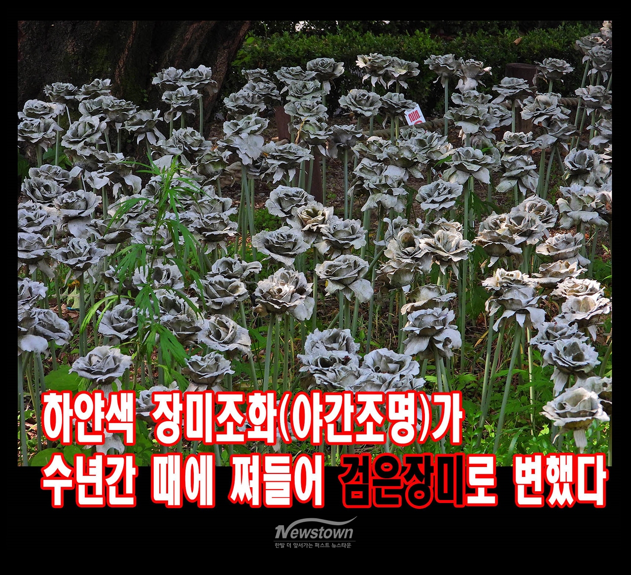 장미공원 실태 : 검정색 장미꽃