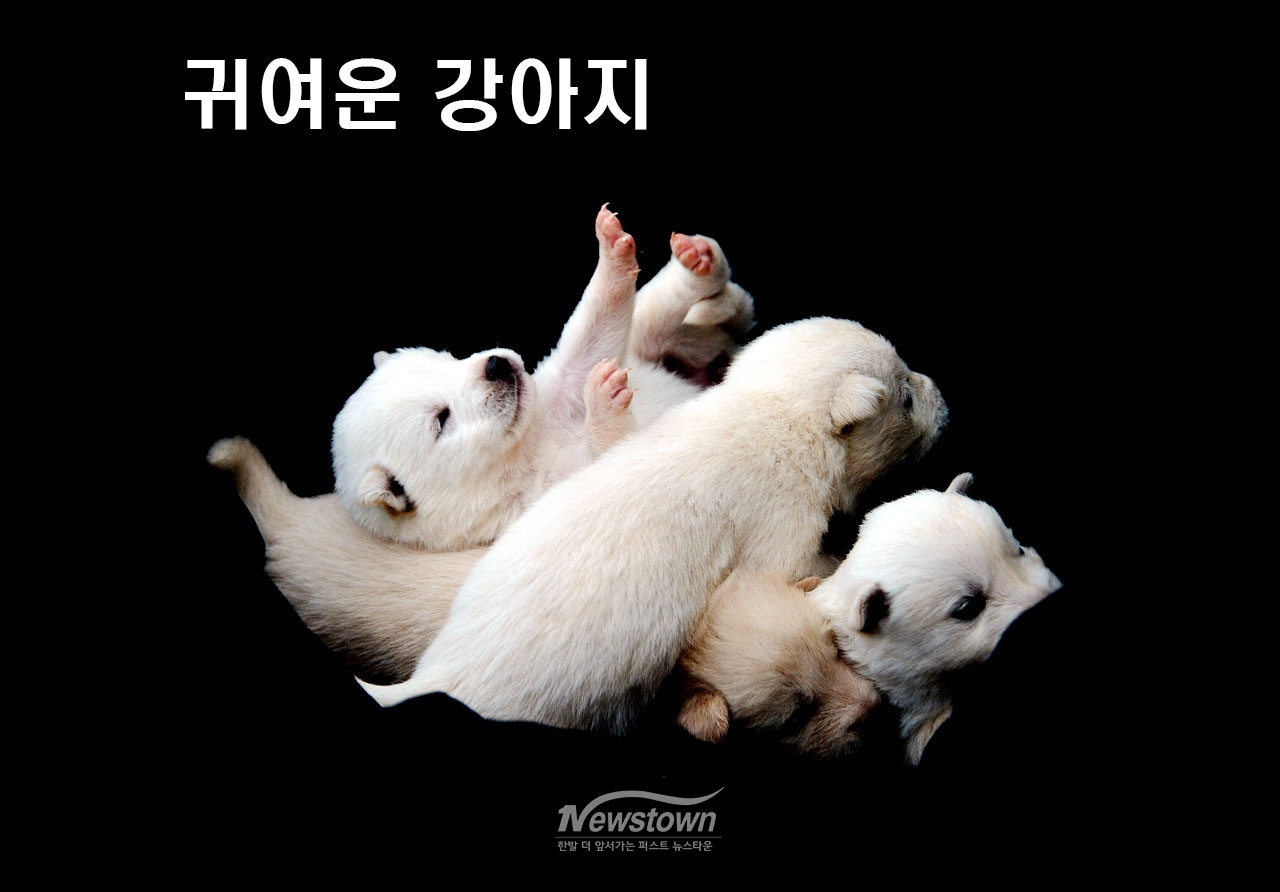귀여운 강아지 8남매