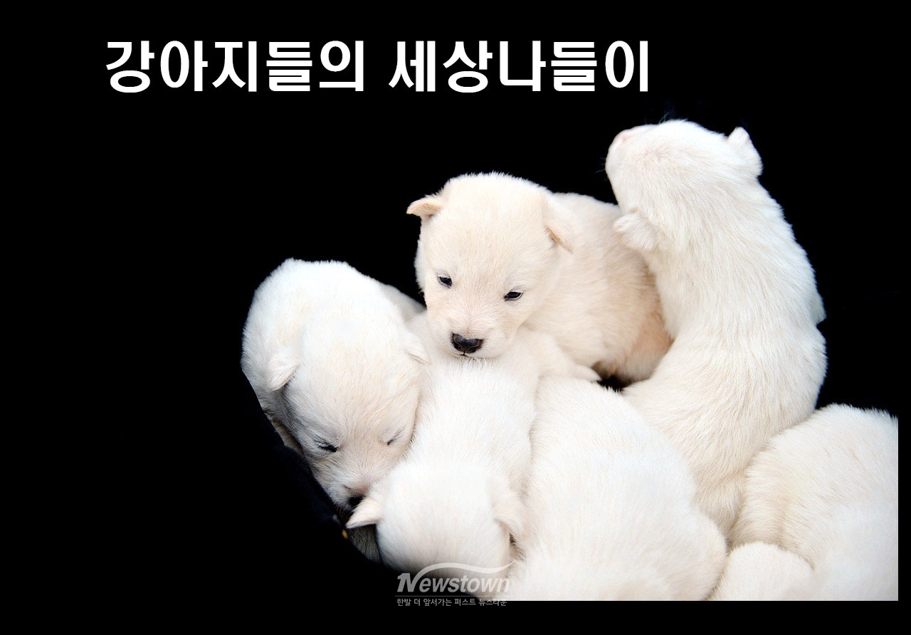 귀여운 강아지 8남매