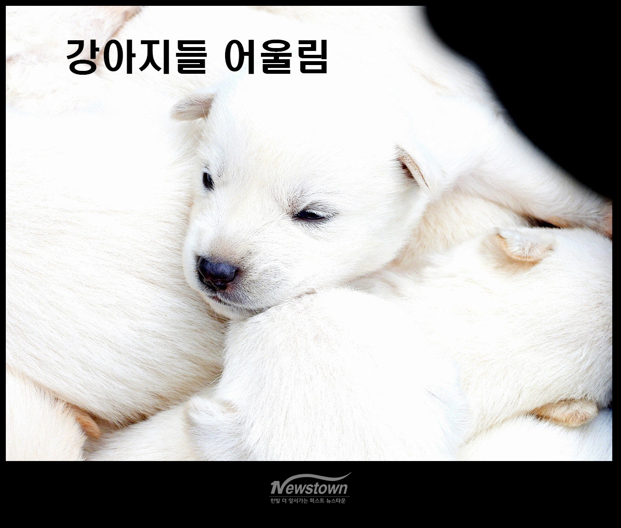 귀여운 강아지 8남매