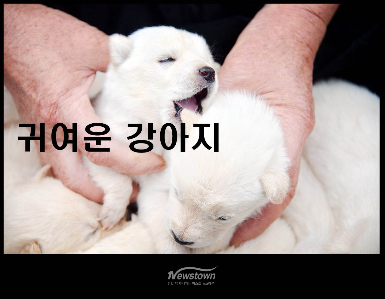 귀여운 강아지 8남매
