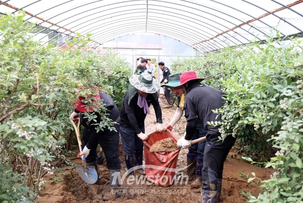 7월 12일 김돈곤 청양군수를 비롯한 청양군청 공직자 및 의용소방대, 적십자, 자율방범대 등 100여 명이 호우 피해를 입은 부여군 양화면의 블루베리 농가를 찾아 수해복구 활동을 전개했다.