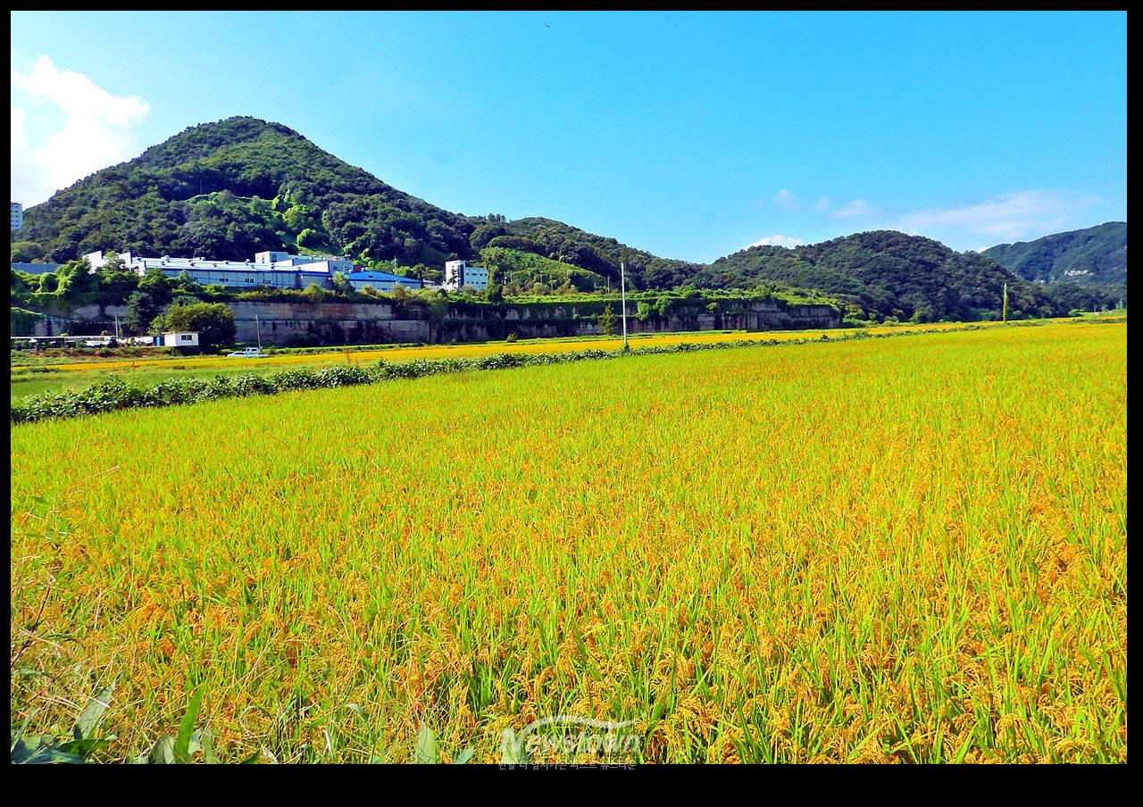 풍년기약 현잔 사진