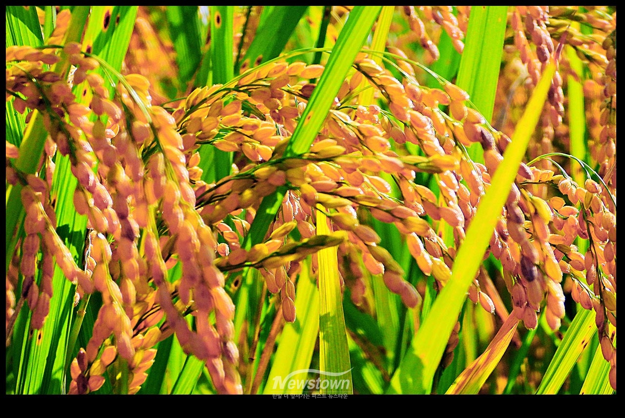 풍년기약 현잔 사진