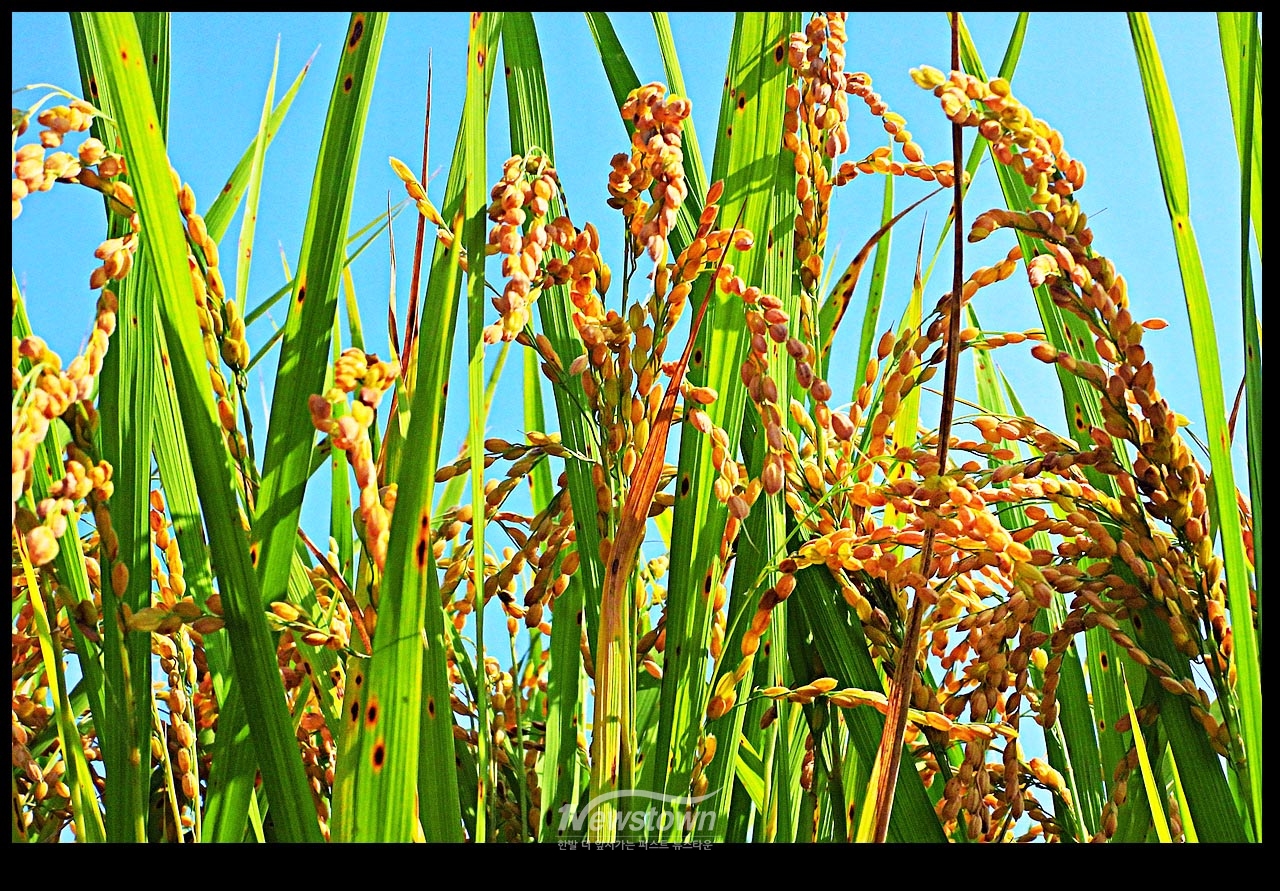 풍년기약 현잔 사진