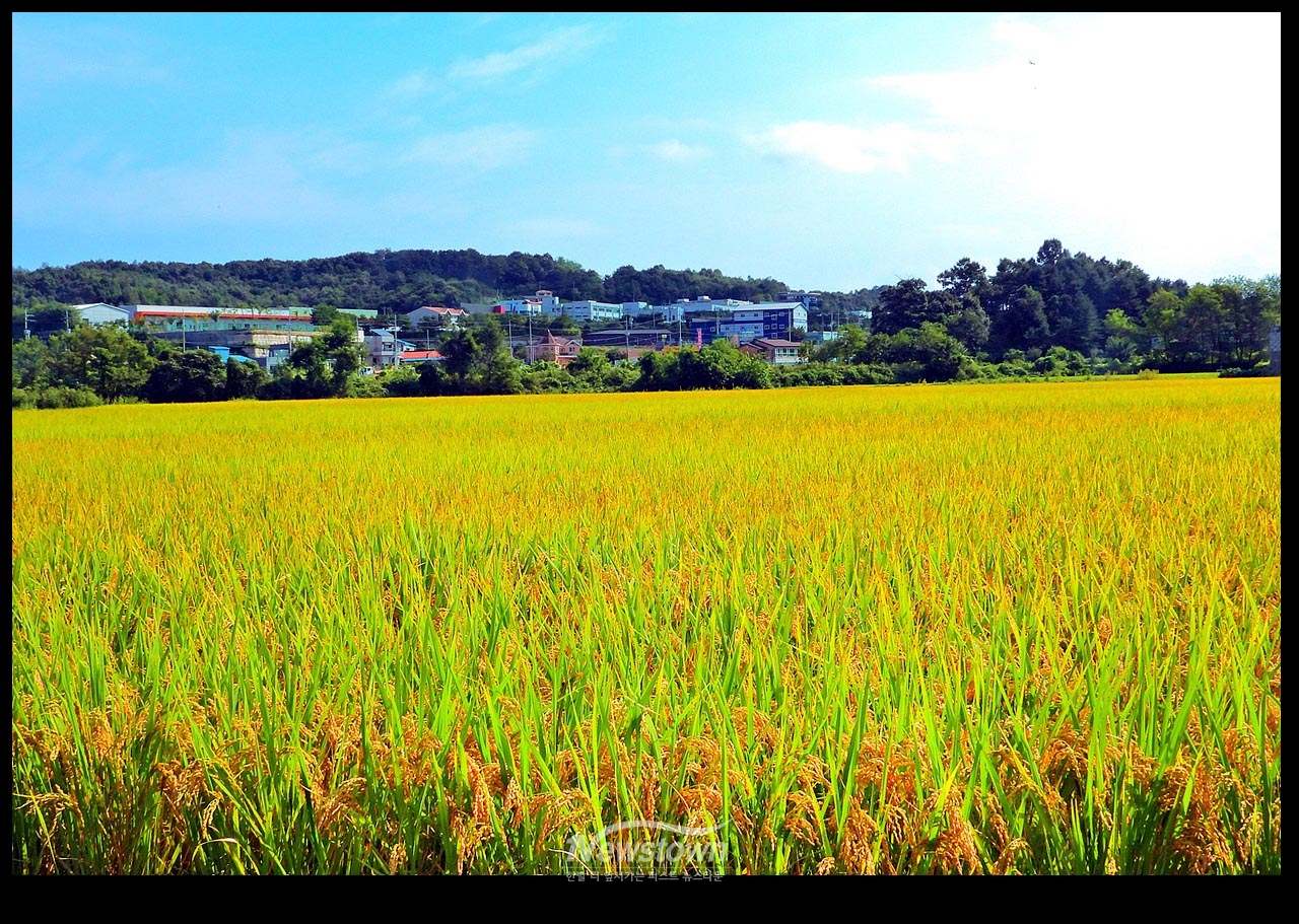 풍년기약 현잔 사진