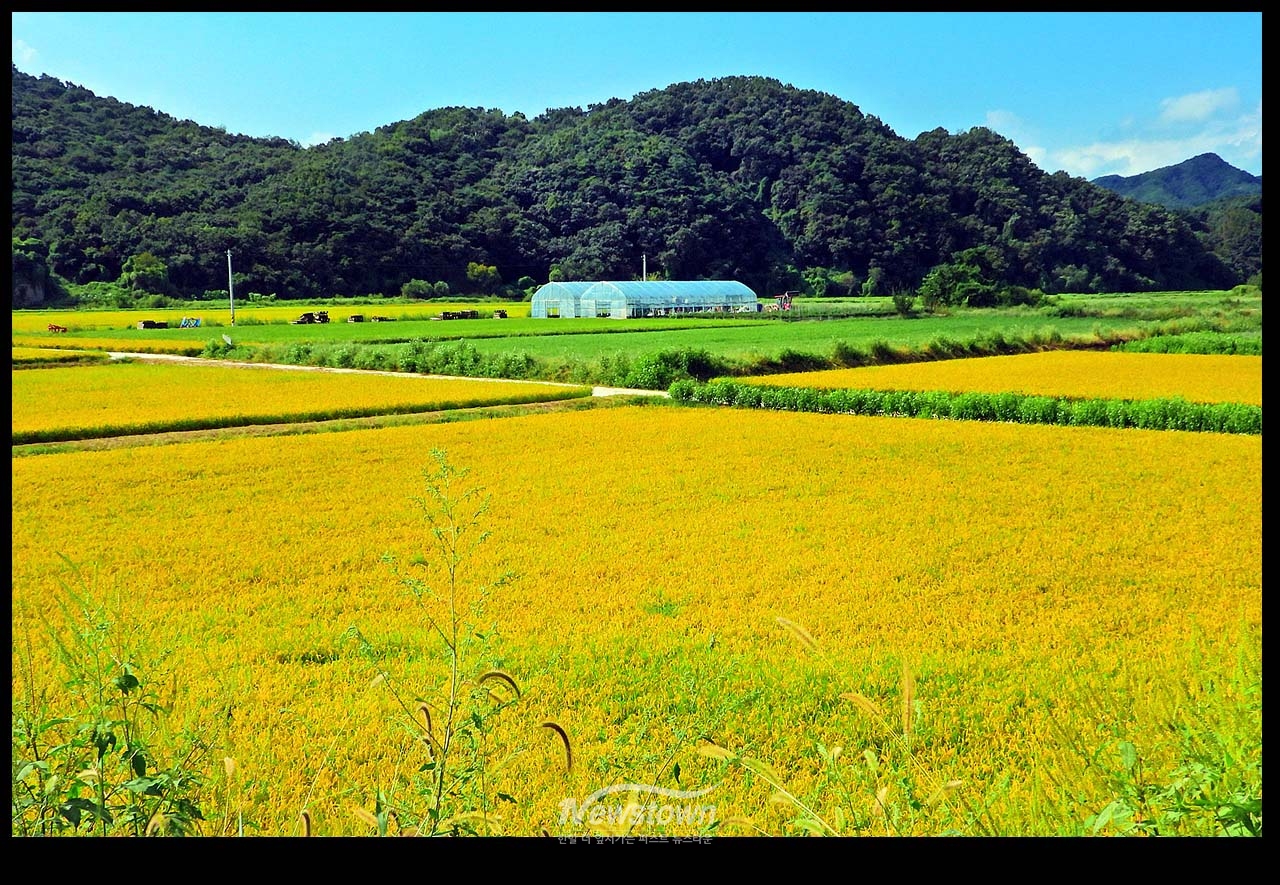 풍년기약 현잔 사진