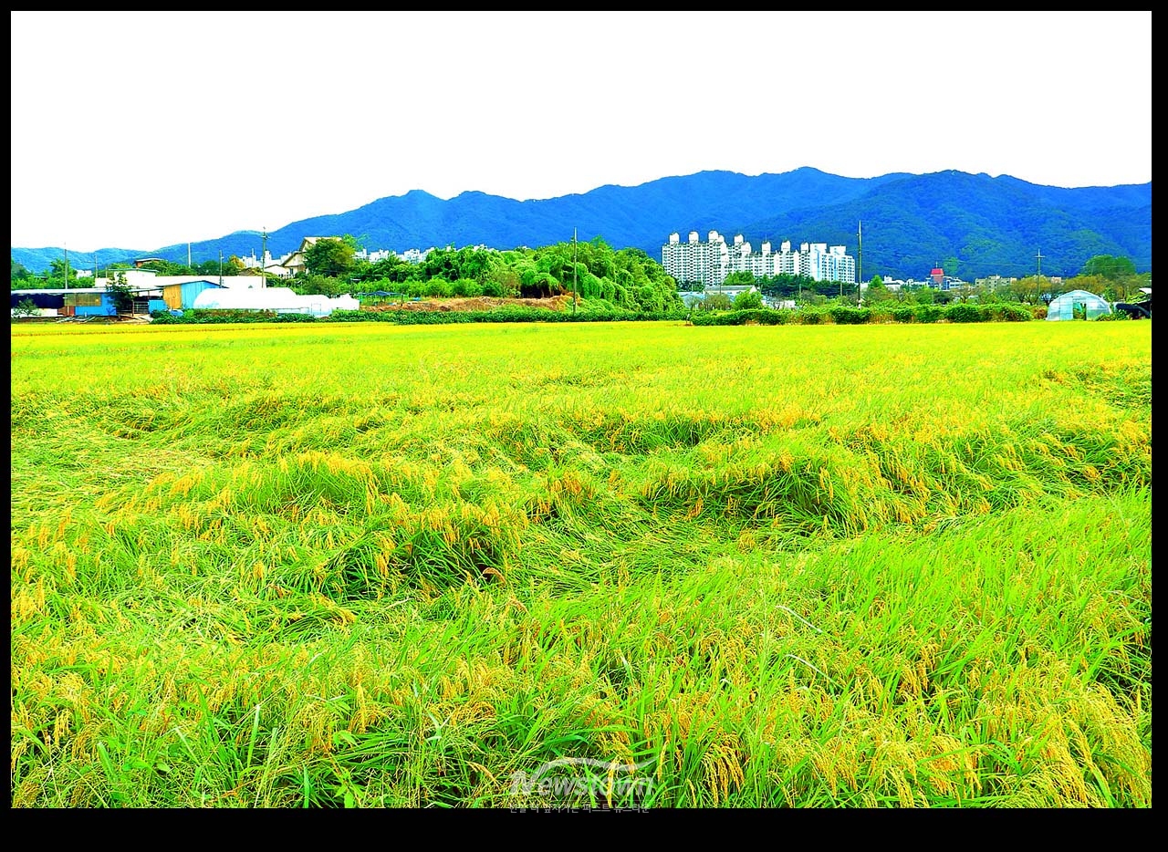 풍년기약 현잔 사진