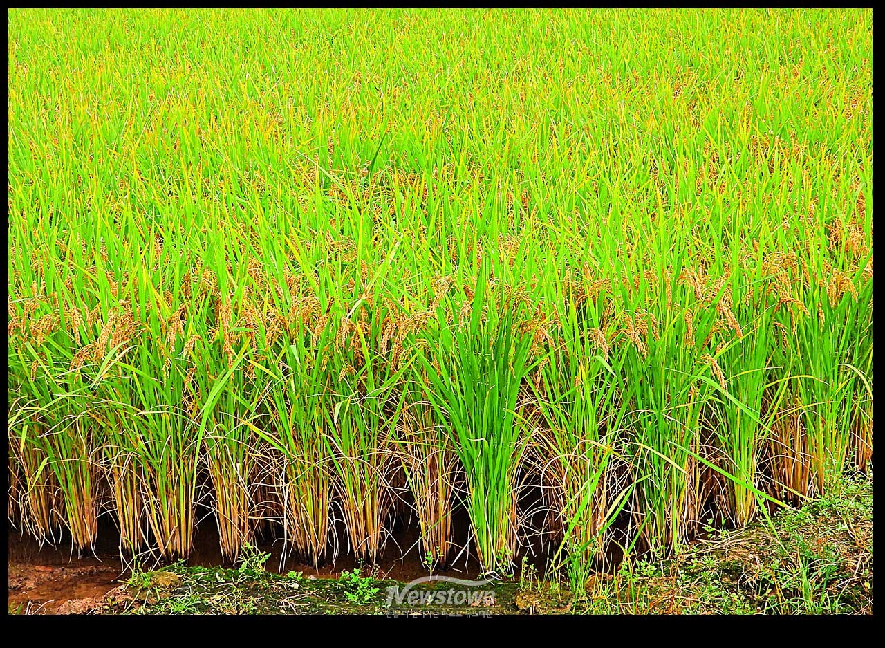 풍년기약 현잔 사진