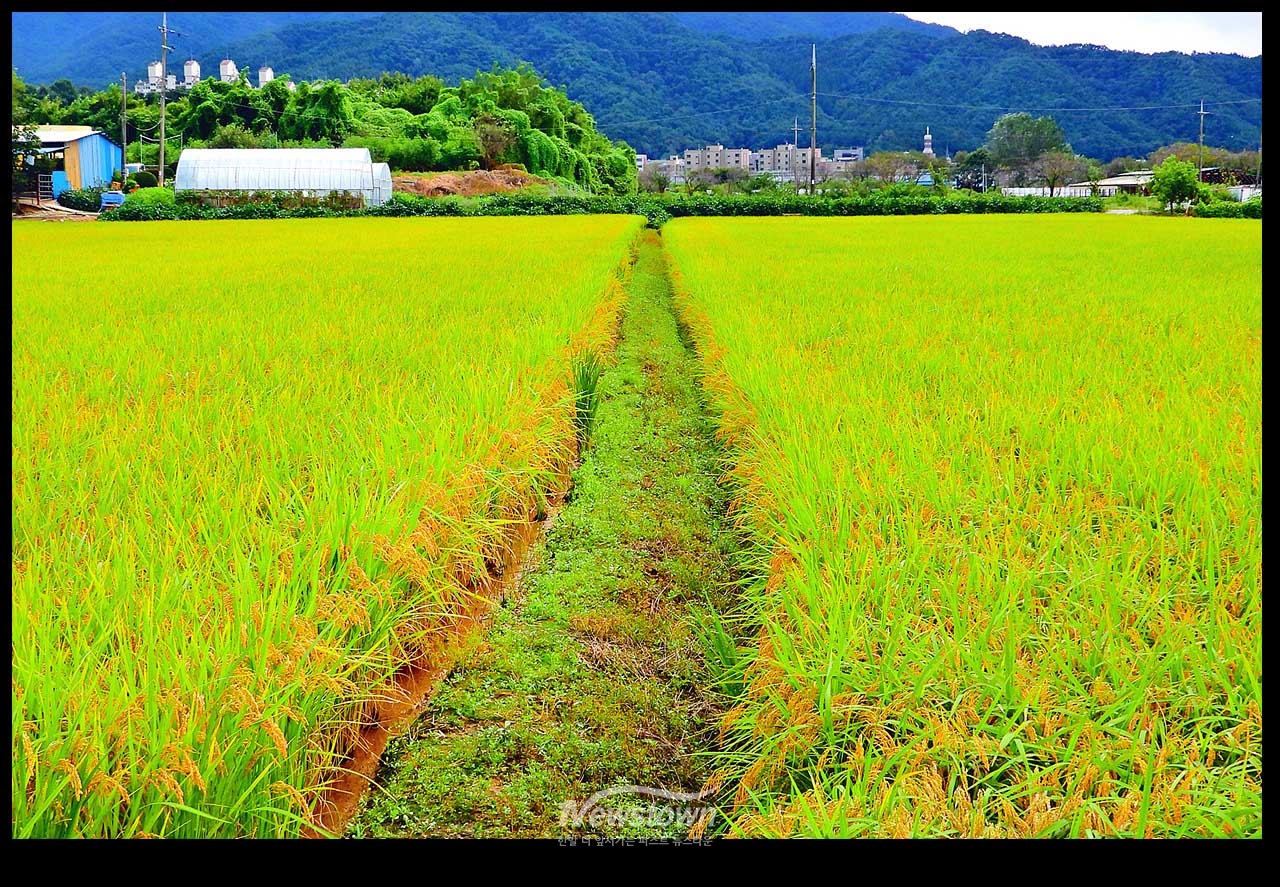 풍년기약 현잔 사진