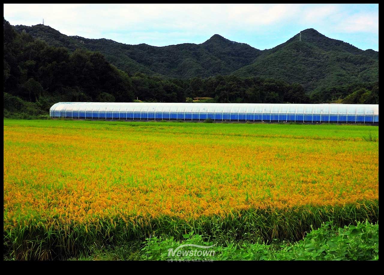 풍년기약 현잔 사진