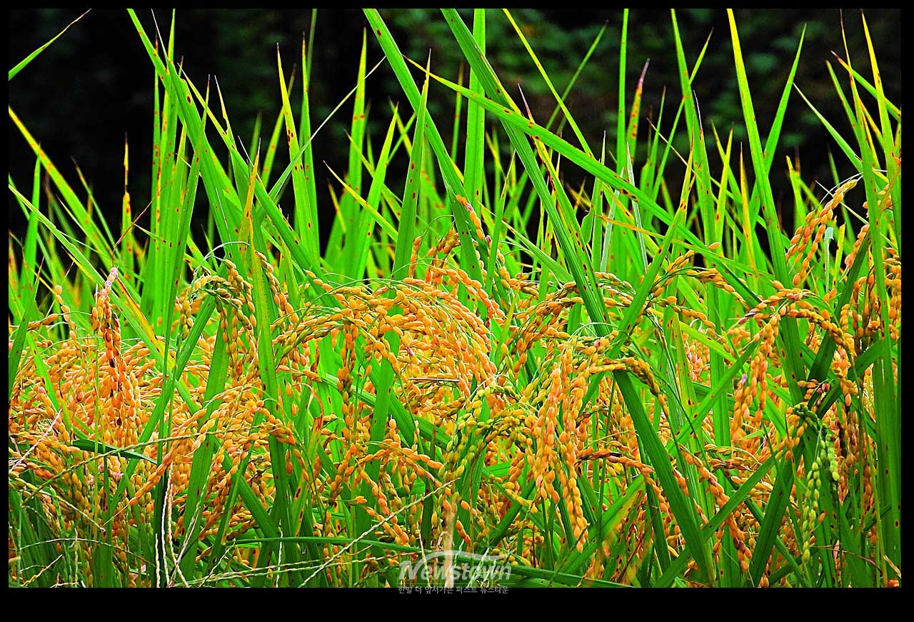 풍년기약 현잔 사진