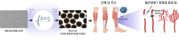 FECS-Ad 제조 및 치료과정 모식도 이미지
