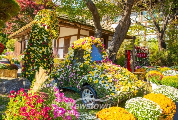 국화 전시장(고향집정원)