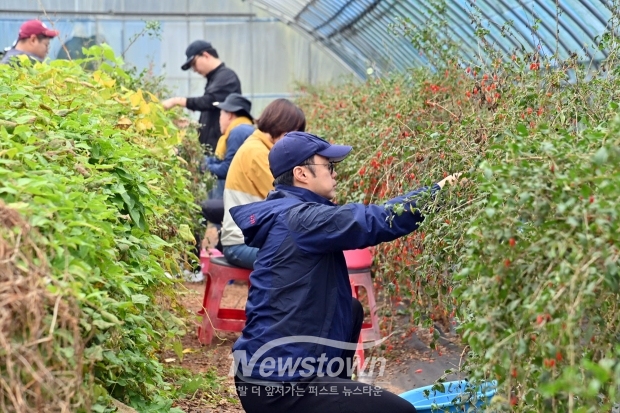 아침 일찍부터 농장을 찾은 충청남도 공보관실 직원 15명은 오후 늦게까지 구기자 수확과 주변 환경 정리에 구슬땀을 흘리며 농가에 실질적인 도움을 제공했다.