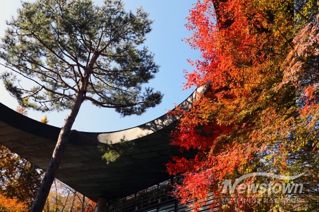 곧게 솟은 소나무를 위해 만들어진 건물