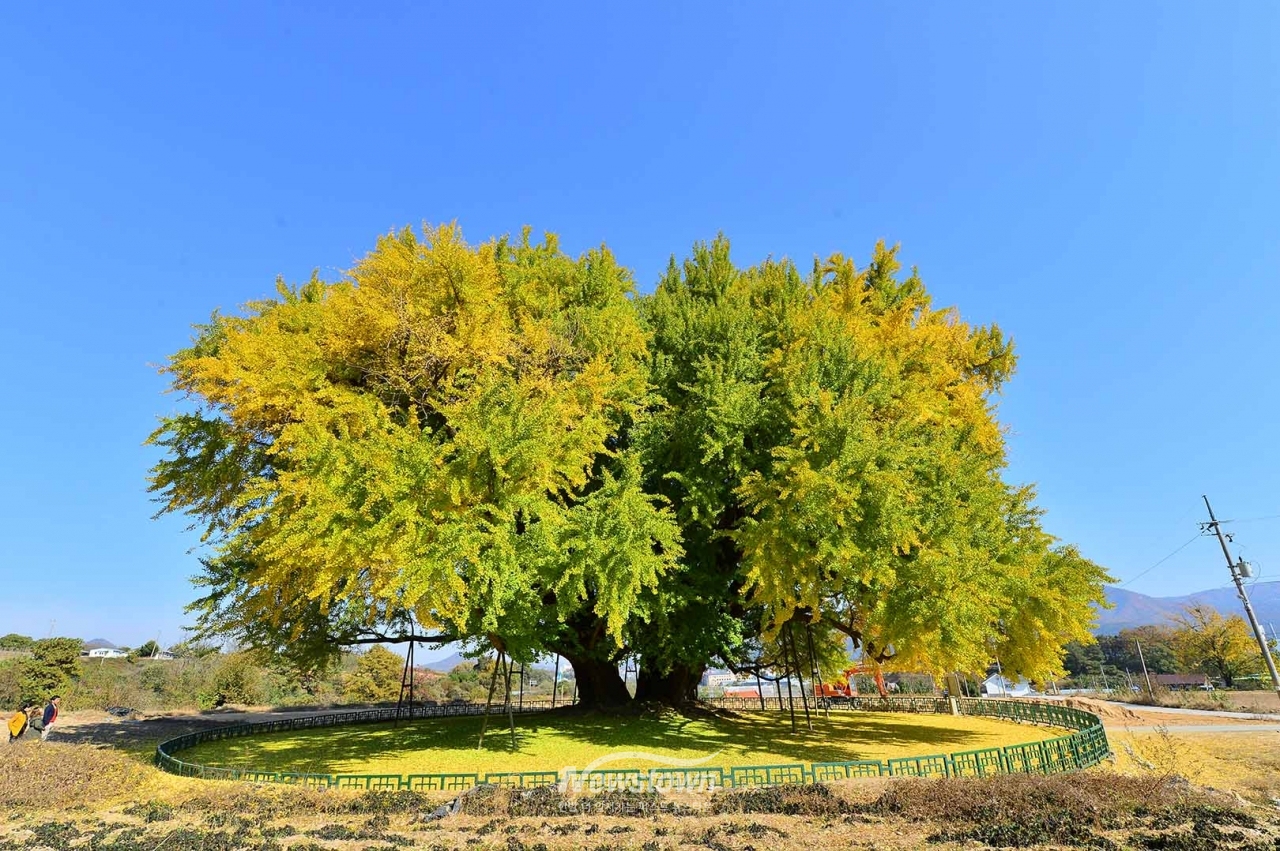 반계리은행나무 사계절사진