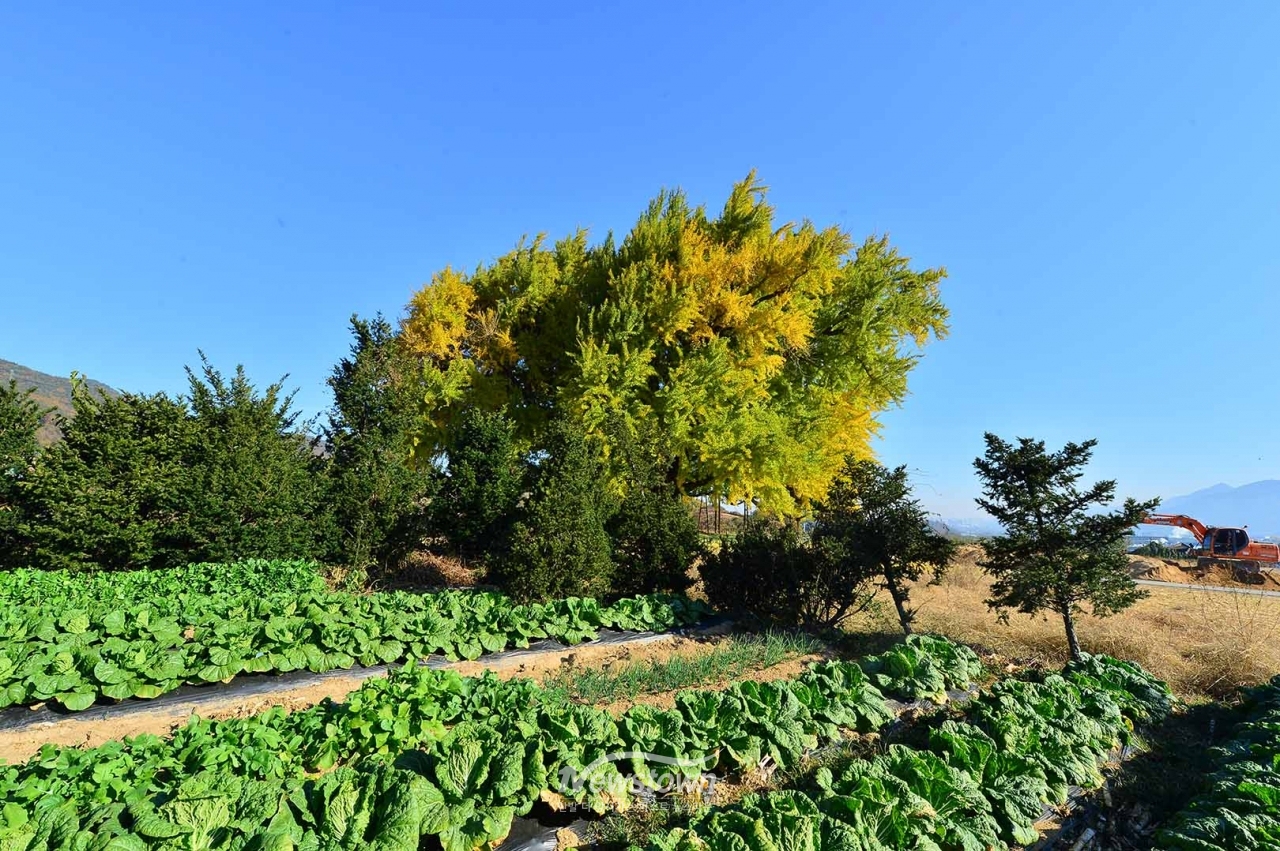반계리은행나무 사계절사진