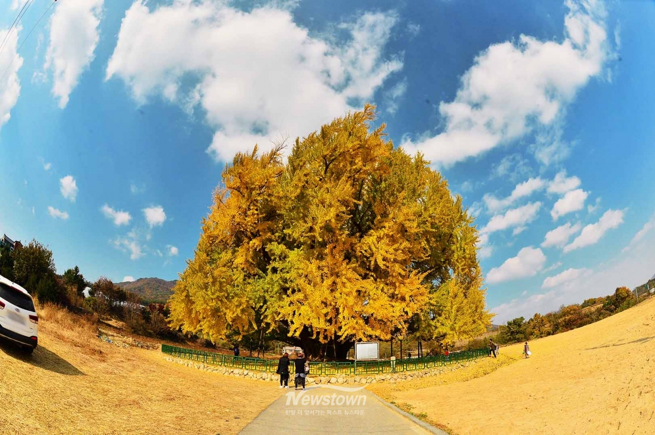 반계리은행나무 사계절사진
