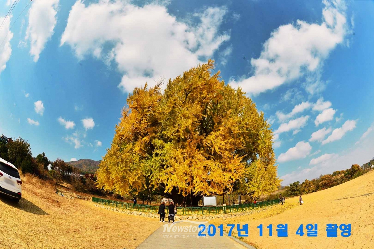 반계리은행나무 사계절사진