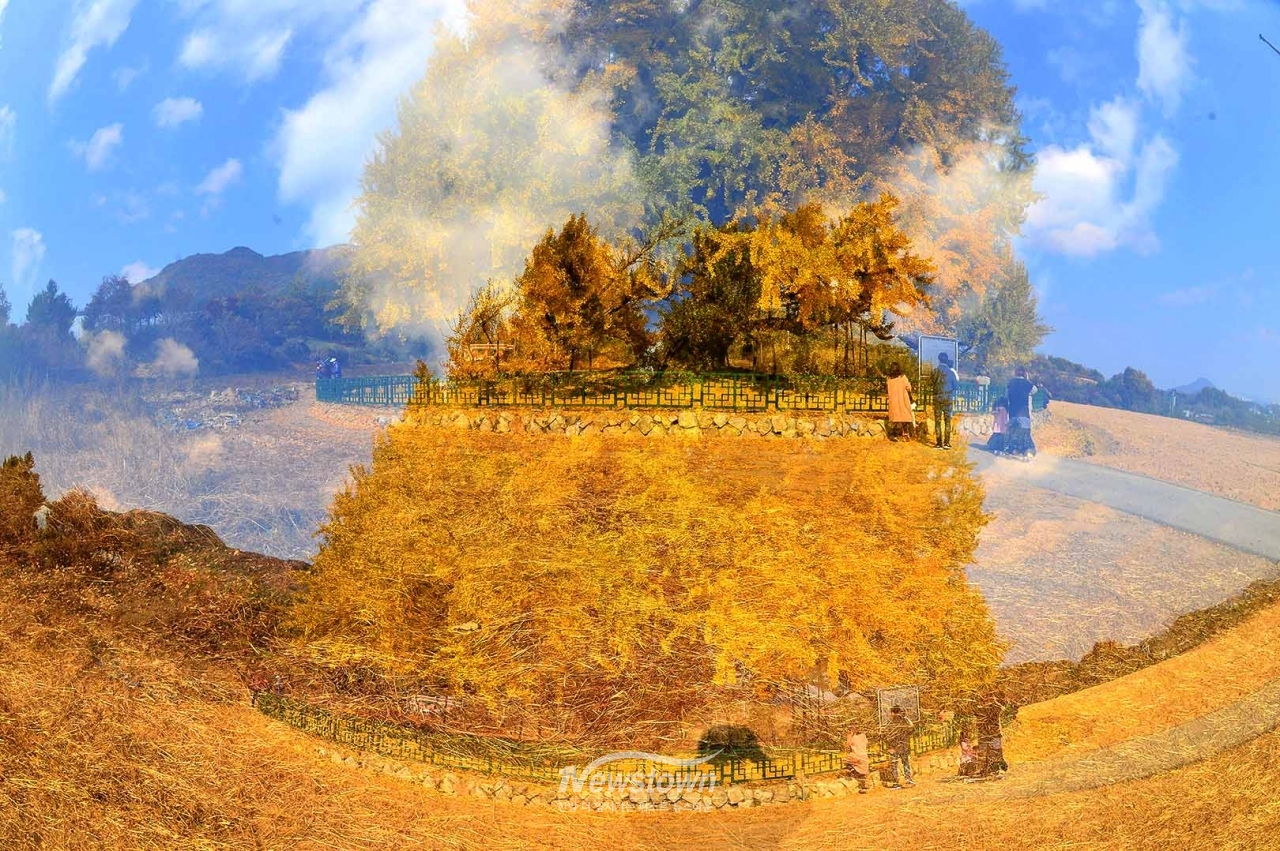 반계리은행나무 사계절사진