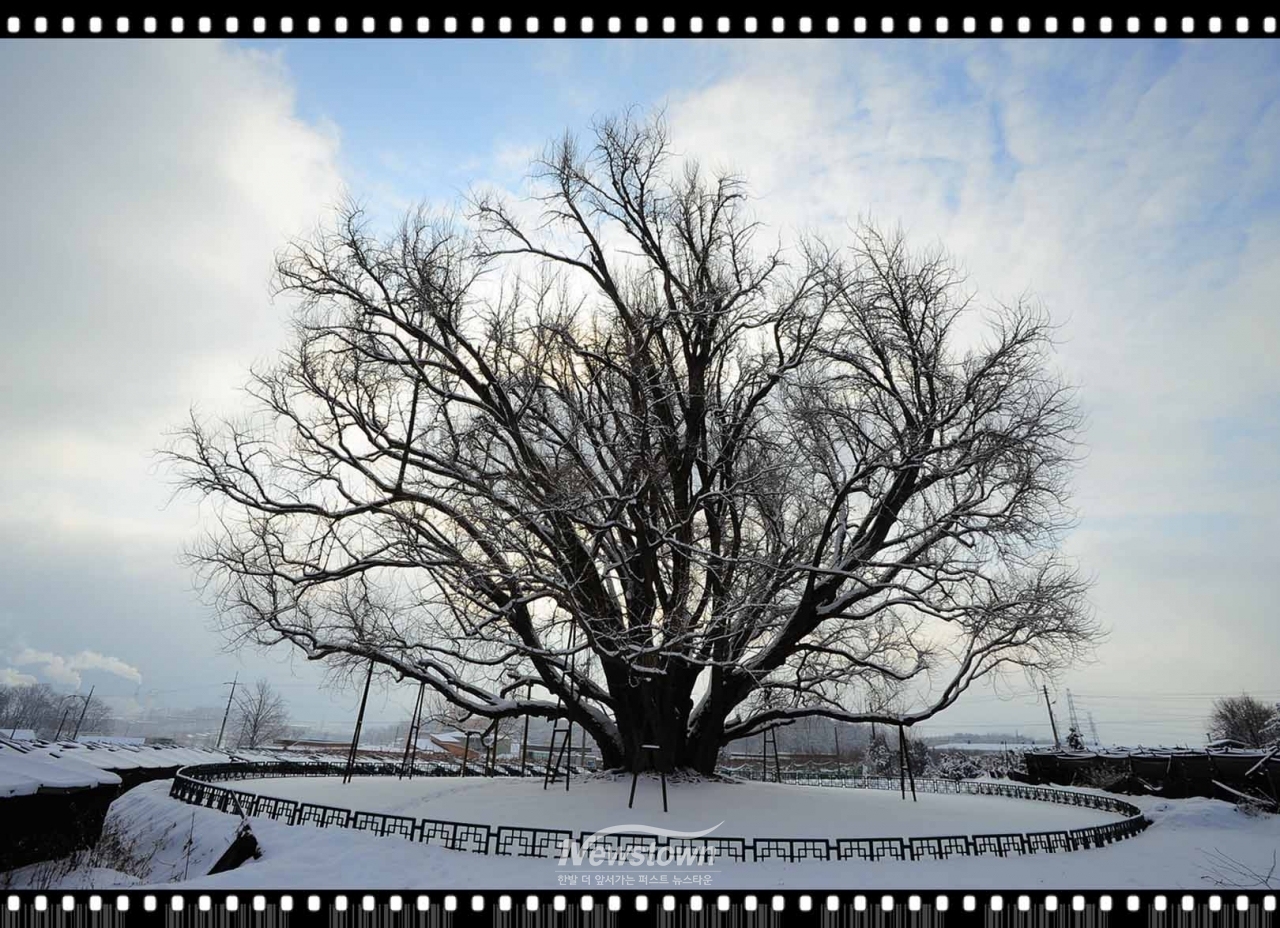 반계리은행나무 사계절사진