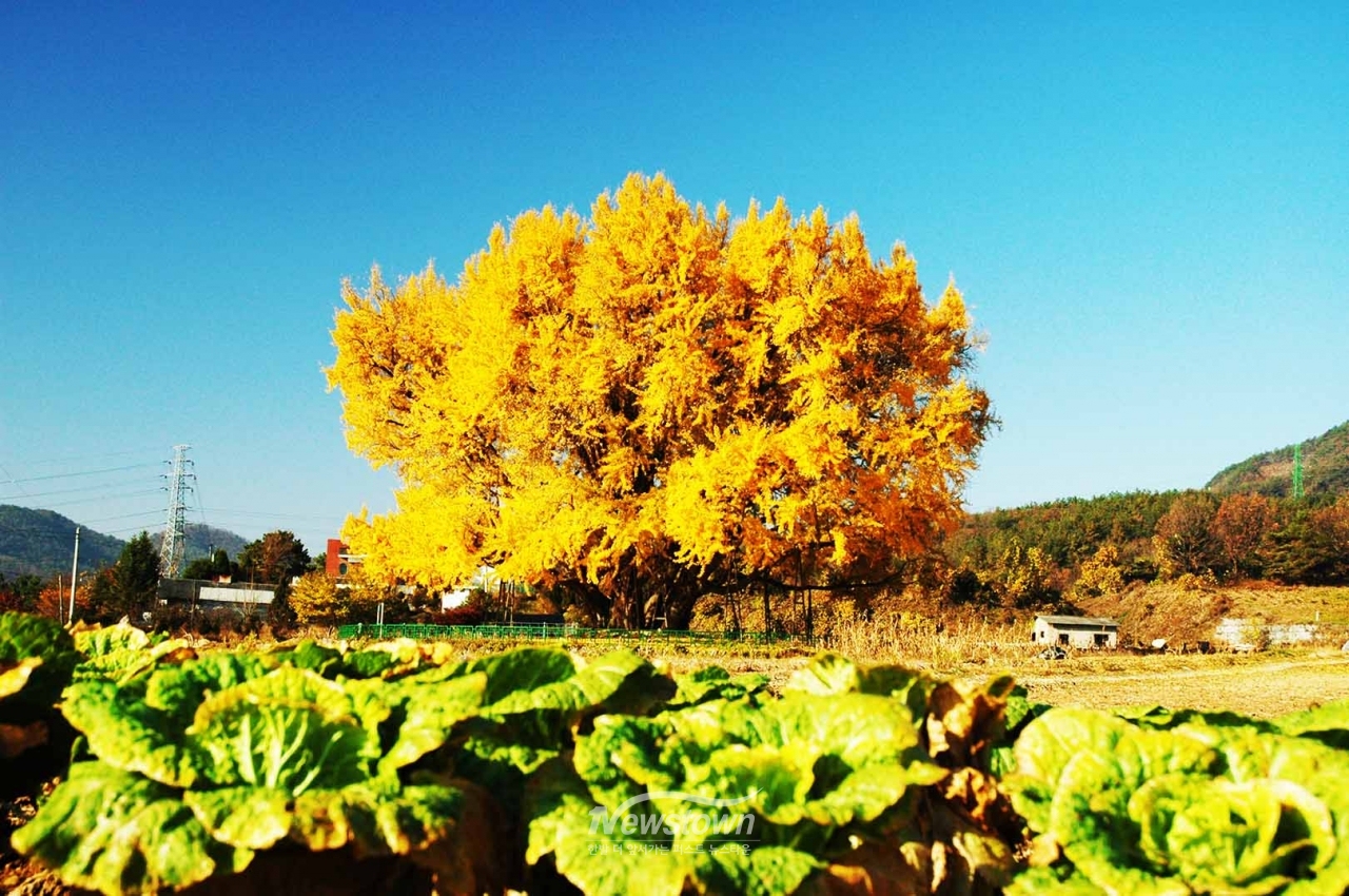 반계리은행나무 사계절사진