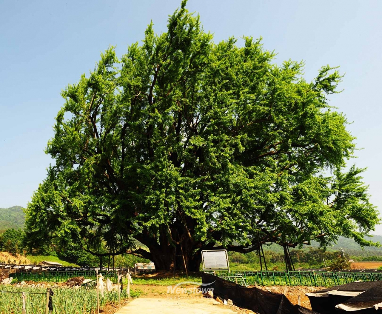반계리은행나무 사계절사진