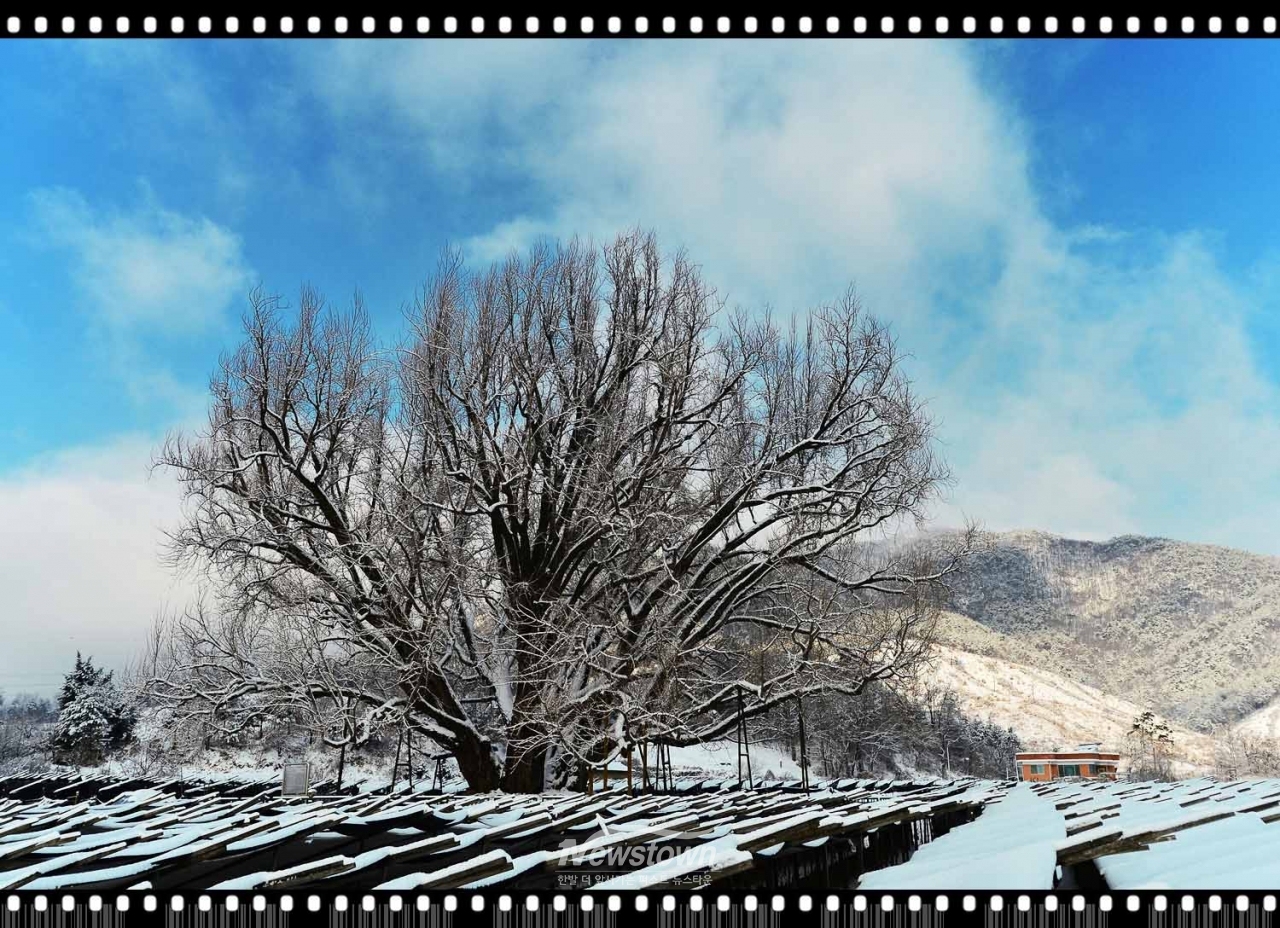 반계리은행나무 사계절사진