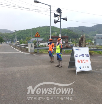 소나무류 무단 이동 특별 단속