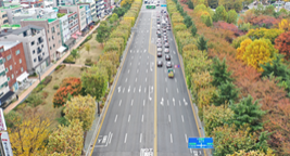 부평구 길주로 양버즘나무길