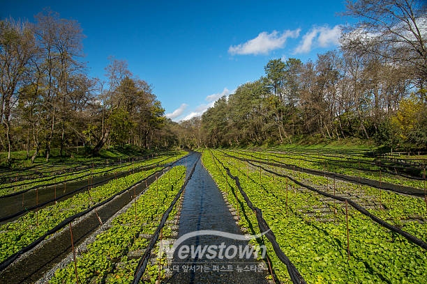 고추냉이 수경재배 현장/고양시