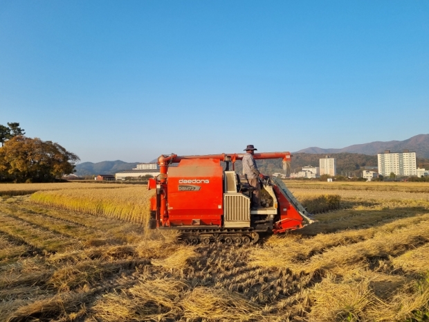 지역 농민이 콤바인으로 벼를 수확하고 있다
