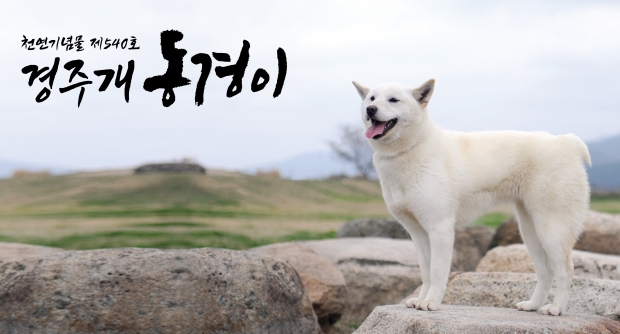 SNS 캐릭터 경주 토종견 ‘경주개 동경이’