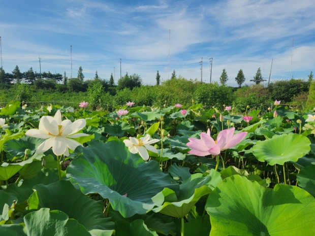 행신2동 연꽃단지 전경