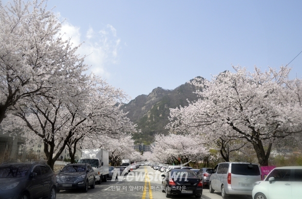 계룡산 벚꽃축제