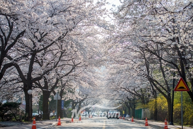계룡산 벚꽃축제