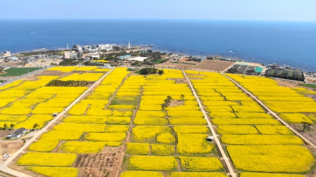 호미반도 유채꽃 전경