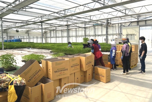 다목적육묘장 고추묘