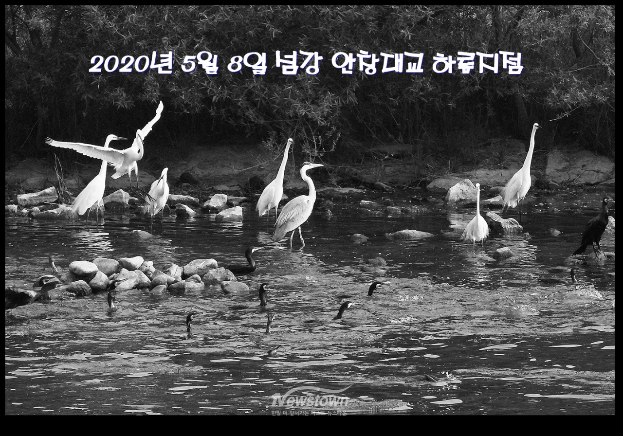 2020년 5월 6일 안창리 섬강변에서 촬영한 민물 가마우지떼 (흑백촬영)
